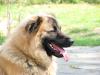 lieber 3 1/ 2 jähriger Husky-Retriver Mix sucht neues Zuhause