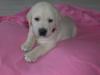 Süße fast 8 Wochen junge Welpen Labrador /  Golden Retriever in Creme Weiß