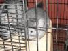 Junges Chinchilla-Böckchen in liebevolle Hände abzugeben