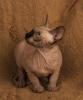 Wundervolle Kanadischer Sphynx Kätzchen