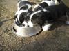 Kleine Jack Russels (tricolor,  reinrassig o. P.) suchen neue Herausforderung