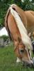 Biete Reitbeteiligung an einer lieben Haflinger 17Jahre Wohnt in der RG Eichengr