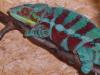 Furcifer pardalis Ambanja DNZ 01, 2011
