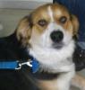 Julchen - wer kann diesem Bilderbuch-Hundeblick widerstehen?