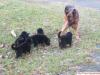 Altdeutsche Schäferhund Welpen