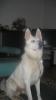 biete weissen schäferhund 4j. alt zum decken