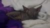 Süsse don sphynx Kittin sucht Liebesvolles Zuhause