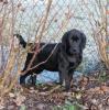 Labrador Retriever Welpen aus Familienucht,  HD und ED frei