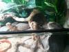 vollglasterrarium mit zwei bartagamen