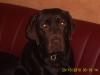 Zuchttauglicher Labrador ( schoko ) 2 J.