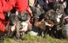 reinrassige Französische Bulldoggen