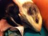 2 weibliche Meerschweinchen inklusive Zubehör