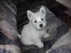 West Highland White Terrier