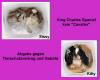 ZWEI KING CHARLES SPANIEL