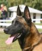 Belgische schaferhund malinois