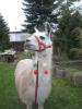Osterspaziergang 2016: Mit dem Lama auf Tour!