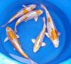 Saisonbeginn bei Fördefisch /  Koikarpfen-Teichfische-Biotopfische-Teichmuscheln 