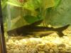 pangasius mini haiwels 2 Jahre alt