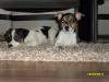 Jack Russel Terrier,  tricolor,  glatthaar,  kurzbein