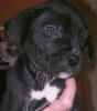 Dogo Canario;Cane Corso, Rodhesian Ridgeback Mix Welpen