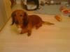 Bodo sucht dringend ein neues liebes Zuhause
