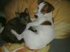 Jack Russel abzugeben