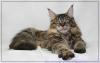 Maine Coon Teenager in black mc torbie