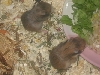 7 Hamsterchen suchen neues Zuhause