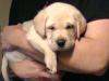 bildschöne, wesenstarke Labradorwelpen 