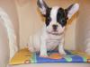 französische bulldogge Welpe