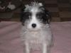 Biewer Yorkshire Welpen suchen ein neues Zuhause