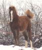 Araber-Partbred Stute,  Dunkelfuchs