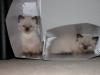 zwei Ragdollbabys zu verkaufen