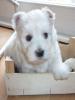 westie welpe sucht frauchen 