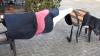 jackrassel zu verschecken