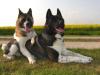 American Akita