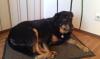 Blake,  ein liebevoller Beauceron-Mix sucht ein neues Zuhause