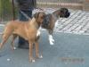 Boxer Wurfankündigung