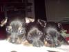 drei kleine Hunde Wauzies