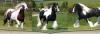 Wunderschöne Tinker Cob Wallach Mit Pass