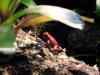 Pfeilgiftfrösche,  Erdbeerfrösche,  Pumilio,  Auratus 