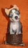  Körzucht von Chinese Crested 
