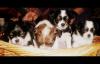 Vier Japan Chin/ Chihuahua Mischlinge