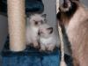 zwei süße reinrassige Ragdollkitten