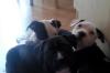 pitbull Welpen suchen neues Zuhause.