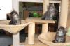 reinrassige Maine Coon Kitten mit Stammbaum abzugeben