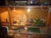 Terrarium und /  oder 2 Bartagame