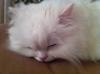 Norwegischer Kater /  Angora & Perser Katze
