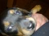 Lucy sucht ein neues Zuhause