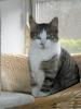 Kater vermisst!!